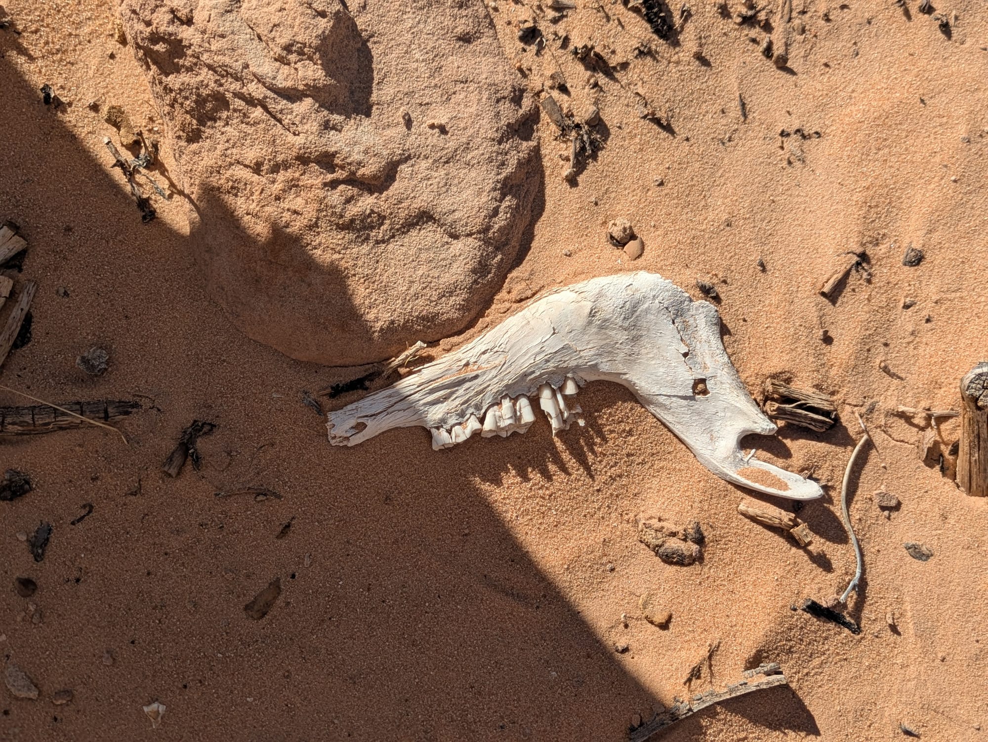 a jawbone of a long dead bighorn sheep