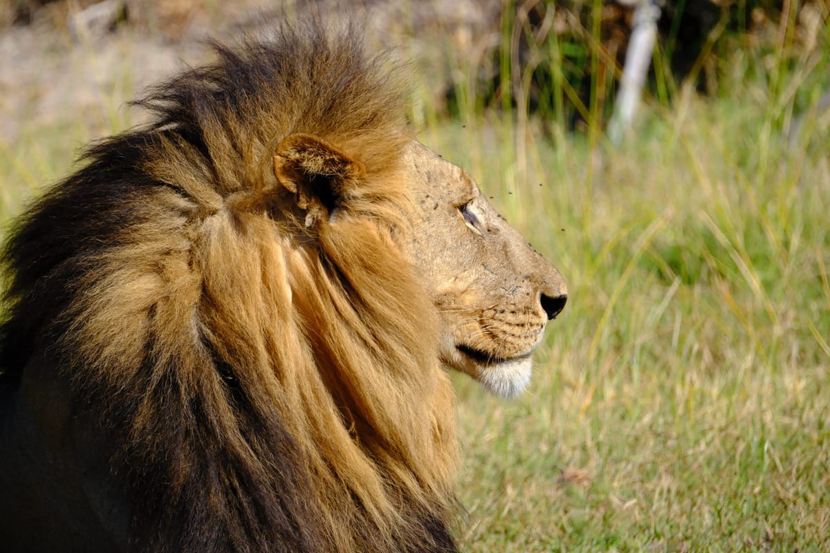 A male lion pictured in profile with flies buzzing around. His mane darkens to almost black