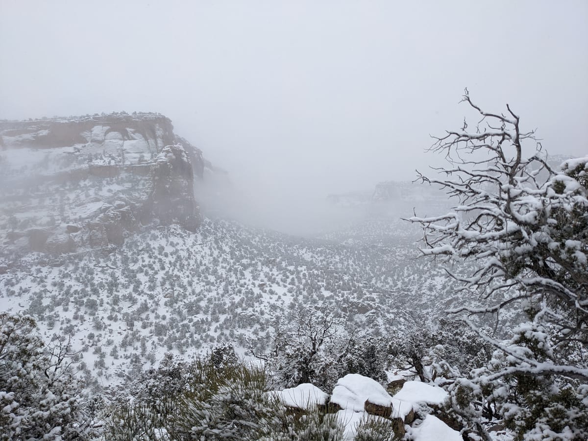 Snow and fog blanket a red rock canyon with scrub brush and a gnarled tree in the foreground