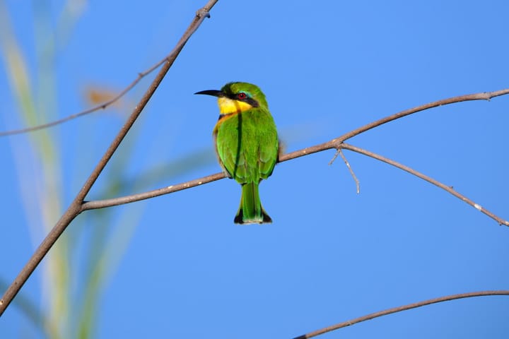 a vivid green and yellow small bird with a black beak and red eye with blue feather highlights in closeup