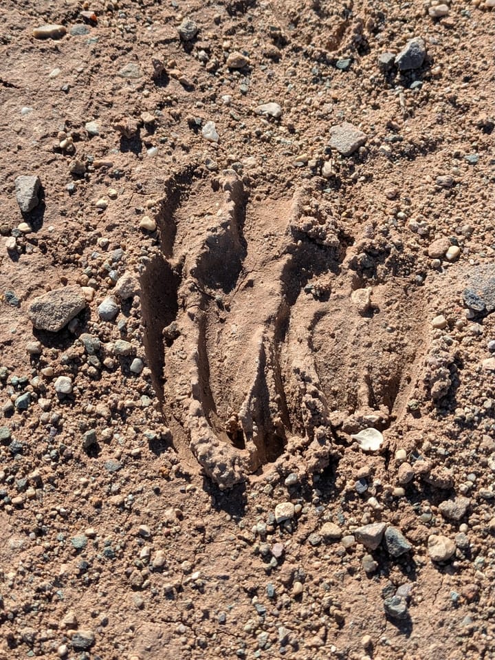 bighorn sheep hoof prints in the rocky dirt of the trail